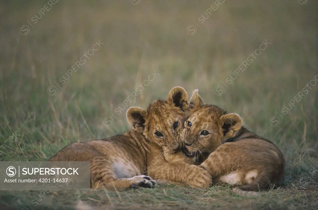 African Lion (Panthera leo) cubs playing, Serengeti National Park, Tanzania
