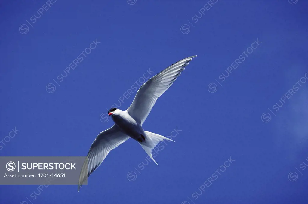 Arctic Tern (Sterna paradisaea) flying overhead, Arctic