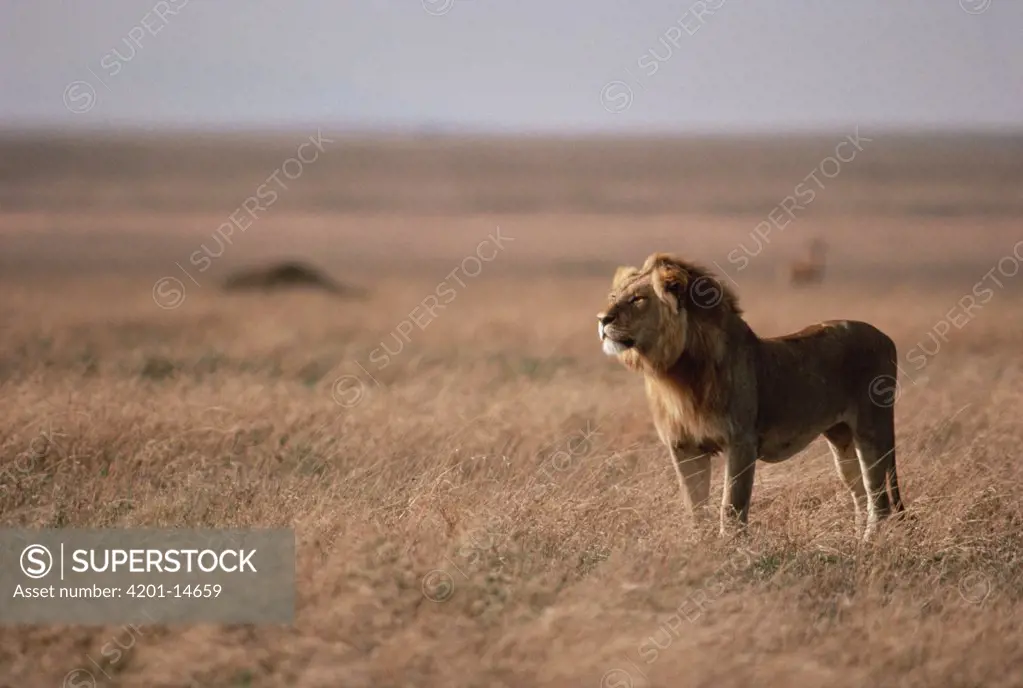 African Lion (Panthera leo) male gazing across plains, Serengeti National Park, Tanzania