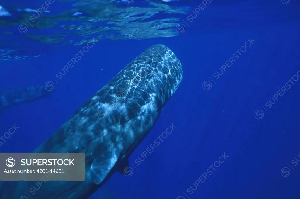Sperm Whale (Physeter macrocephalus) adult underwater, Dominica