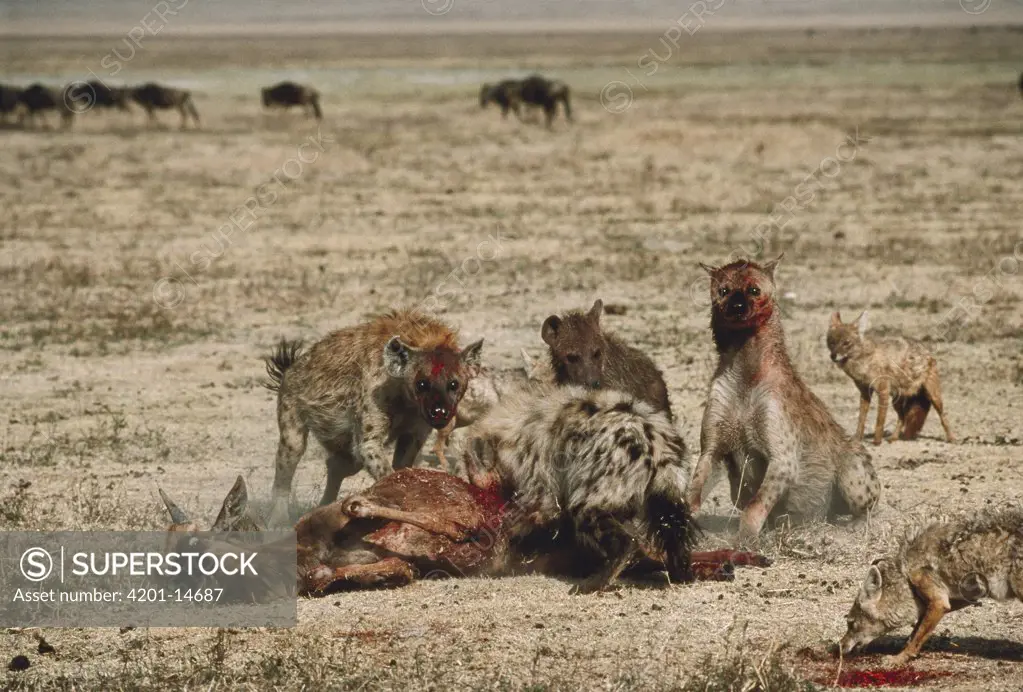 Spotted Hyena (Crocuta crocuta) group feeding on Blue Wildebeest (Connochaetes taurinus) calf, Serengeti