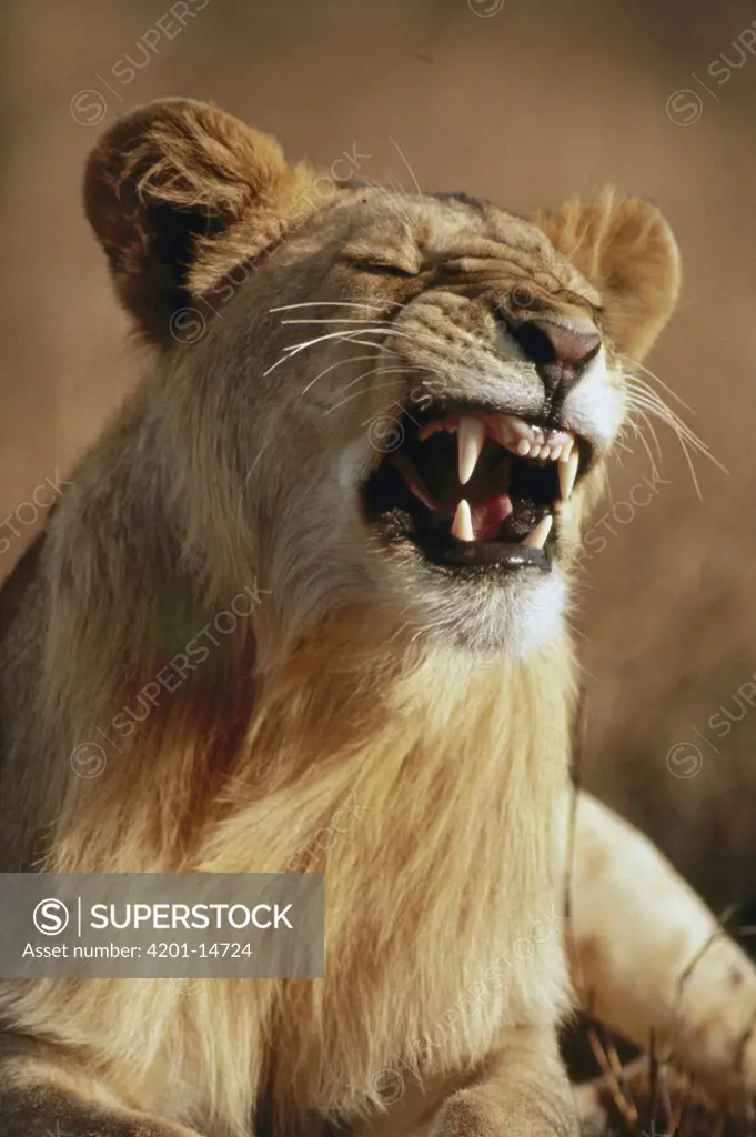 African Lion (Panthera leo) juvenile male snarling, vulnerable, Serengeti