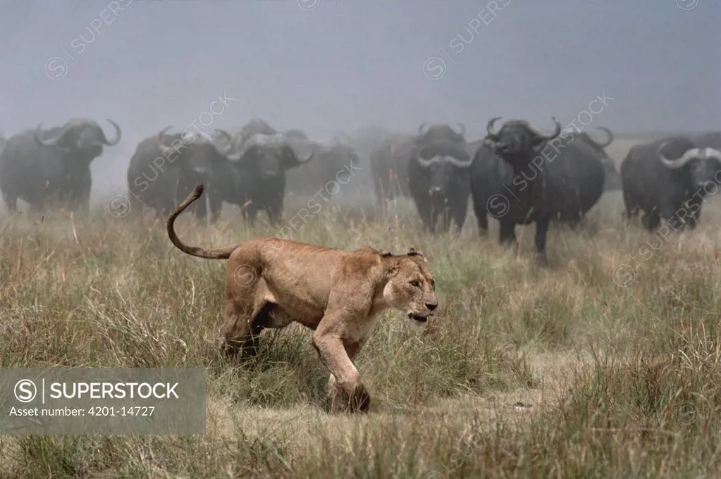 Cape Buffalo (Syncerus caffer) herd chasing African Lion (Panthera leo) female, Serengeti National Park, Tanzania