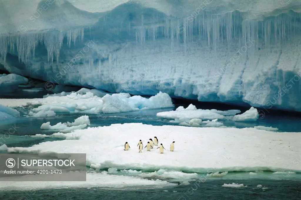 Adelie Penguin (Pygoscelis adeliae) group resting on ice floe by tabular berg, Antarctic Sound, Antarctic Peninsula, Antarctica