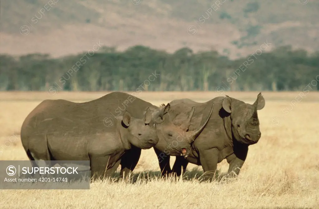 Black Rhinoceros (Diceros bicornis) trio Ngorongoro Crater, Tanzania