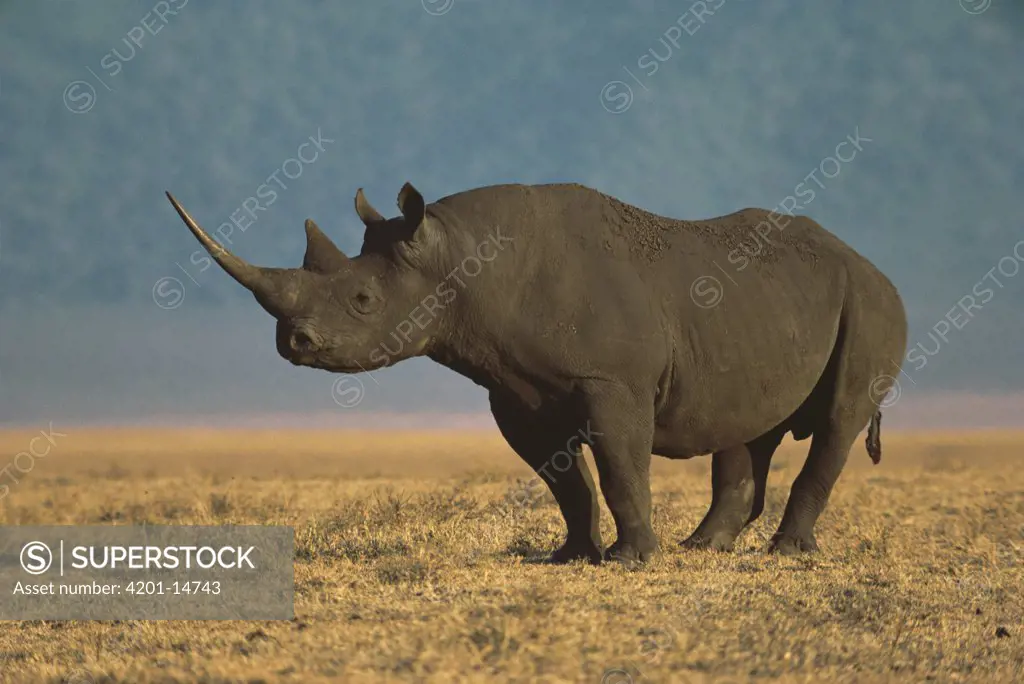 Black Rhinoceros (Diceros bicornis) portrait, Ngorongoro Crater, Tanzania