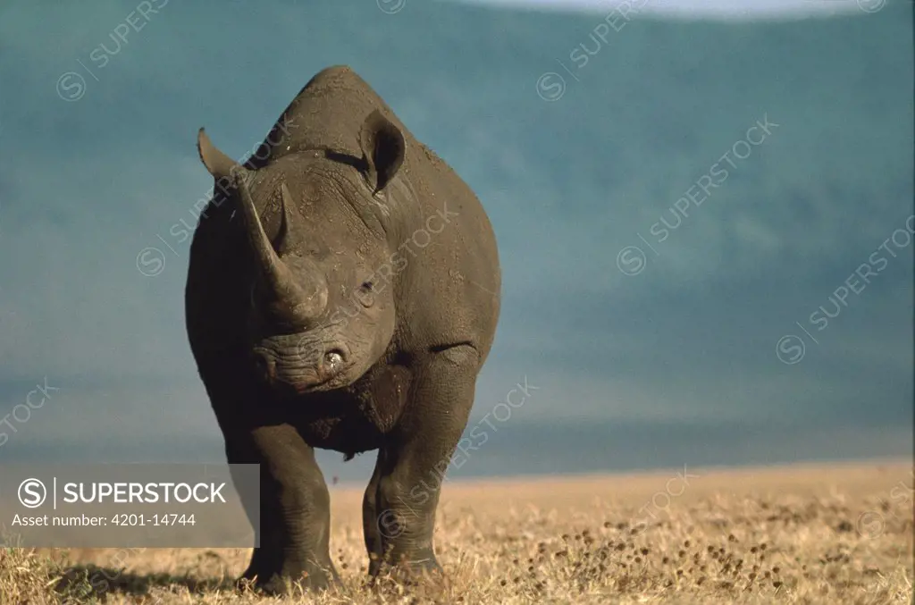 Black Rhinoceros (Diceros bicornis) portrait, Ngorongoro Crater, Tanzania