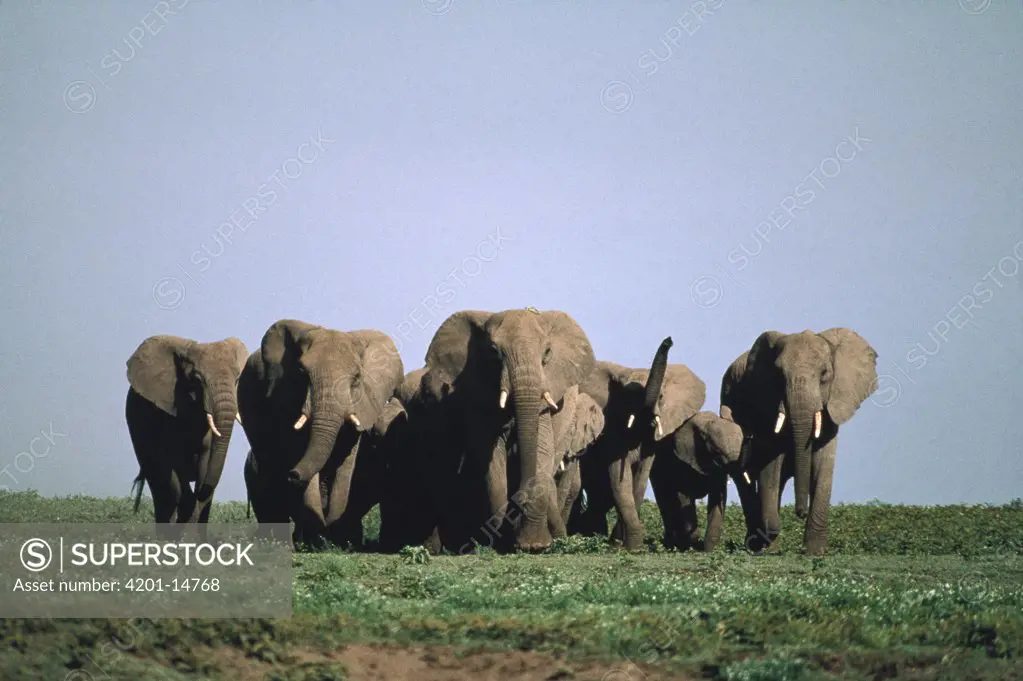 African Elephant (Loxodonta africana) herd on Serengeti National Park, Tanzania