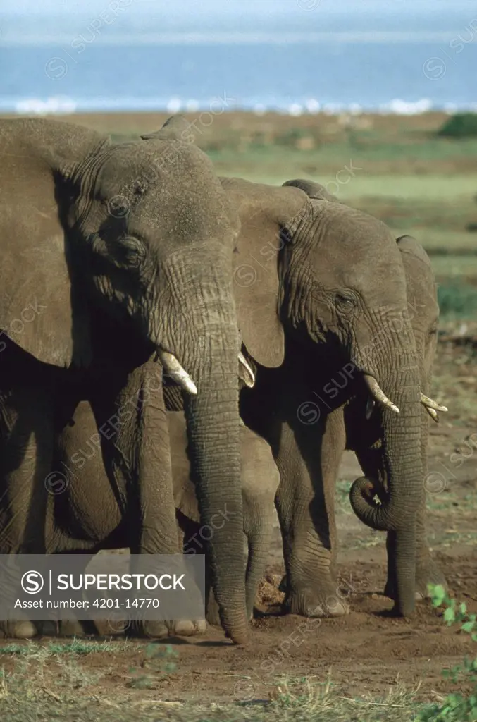 African Elephant (Loxodonta africana) females protecting calf, Serengeti National Park, Tanzania
