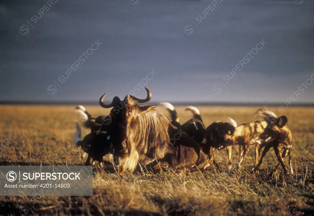African Wild Dog (Lycaon pictus) pack catching a Blue Wildebeest (Connochaetes taurinus), Serengeti National Park, Tanzania