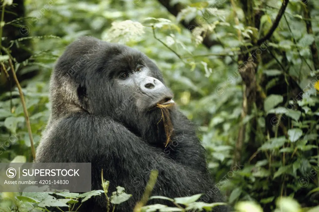 Mountain Gorilla (Gorilla gorilla beringei) male feeding on bark, Democratic Republic of the Congo