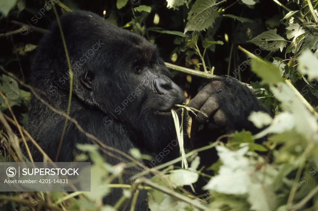 Mountain Gorilla (Gorilla gorilla beringei) male feeding on foliage, Democratic Republic of the Congo