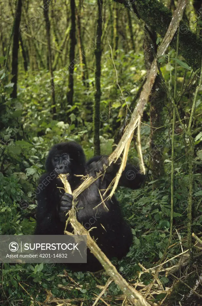 Mountain Gorilla (Gorilla gorilla beringei) feeding on branch, Democratic Republic of the Congo