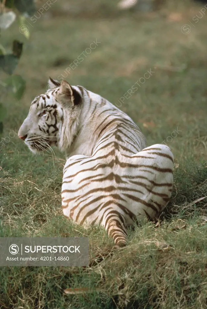 Bengal Tiger (Panthera tigris tigris) white morph, India