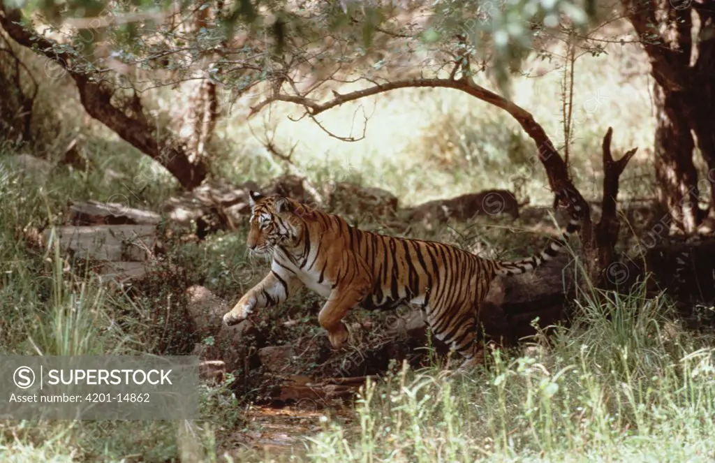 Bengal Tiger (Panthera tigris tigris) in jungle, India