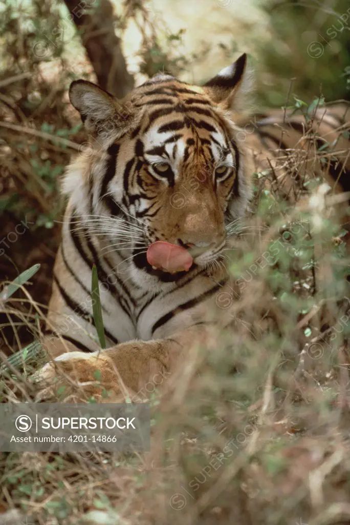 Bengal Tiger (Panthera tigris tigris) licking its lips, India