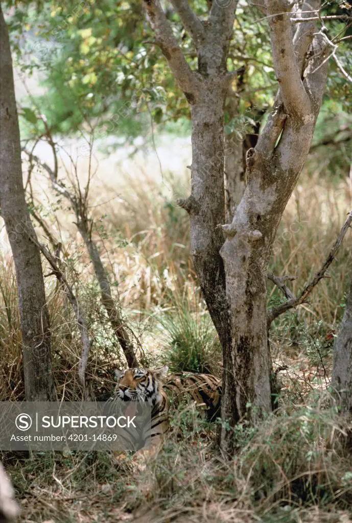 Bengal Tiger (Panthera tigris tigris) yawning while resting on forest floor, India