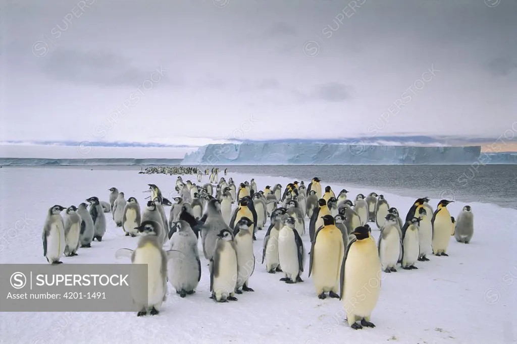 Emperor Penguin (Aptenodytes forsteri) fledging chicks and adults gathering along fast ice edge preparing to depart, Cape Darnley, Davis Sea, Antarctica