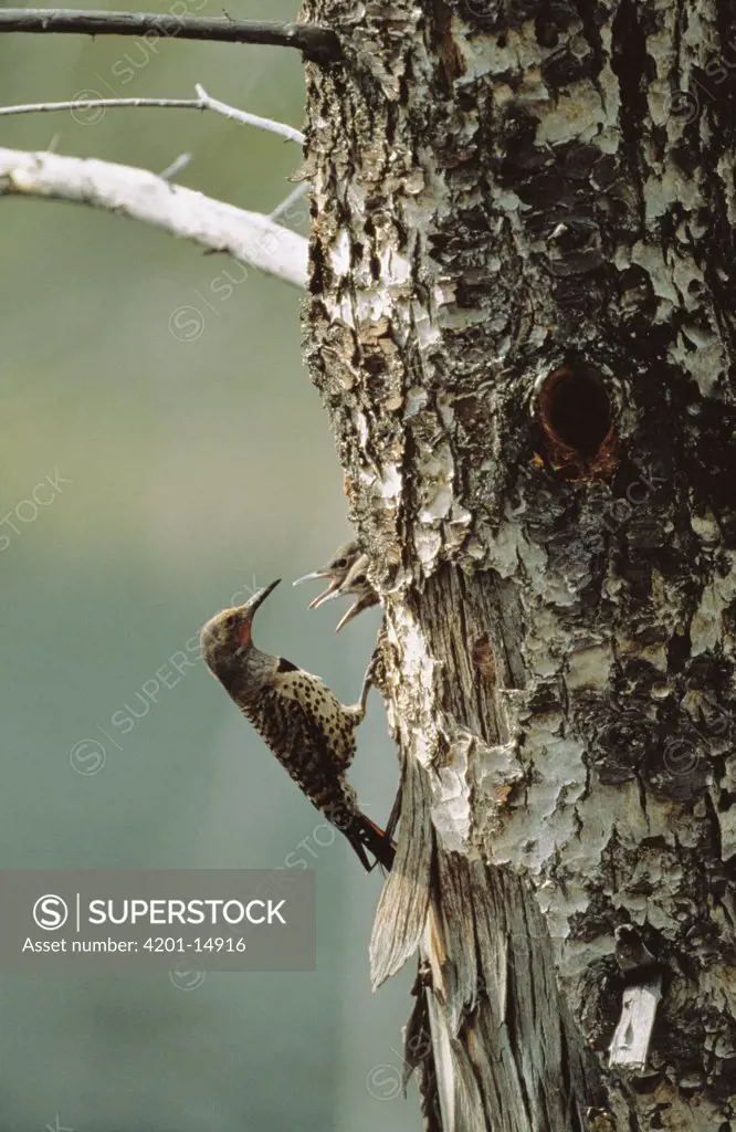 Northern Flicker (Colaptes auratus) parent feeding two chicks at nest, North America