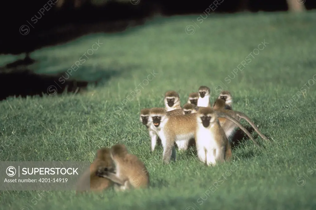 Black-faced Vervet Monkey (Cercopithecus aethiops) group on grasslands, Africa
