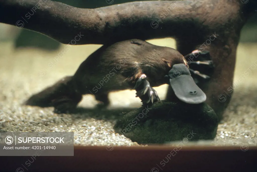 Platypus (Ornithorhynchus anatinus) underwater portrait, Australia