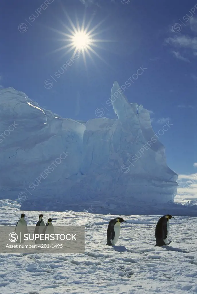 Emperor Penguin (Aptenodytes forsteri) commuters returning to rookery, Riiser-Larsen Rookery, Weddell Sea, Antarctica