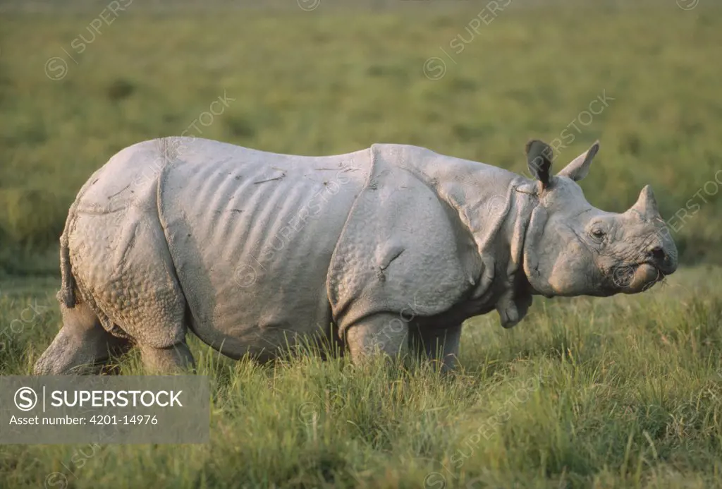 Indian Rhinoceros (Rhinoceros unicornis) portrait, India