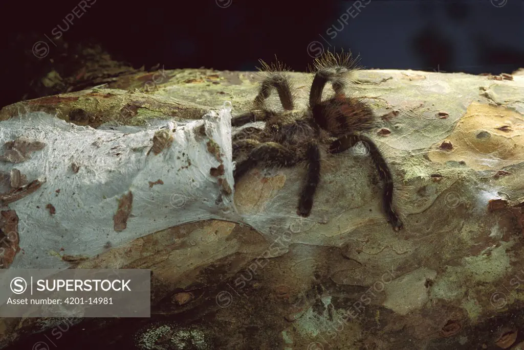 Tarantula (Theraphosidae) entering nest, Peru