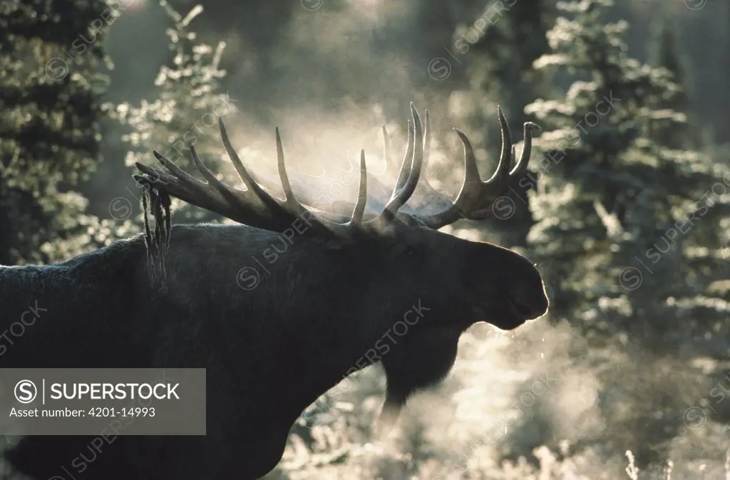 Moose (Alces americanus) male silhouetted by steamy breath, Denali National Park and Preserve, Alaska