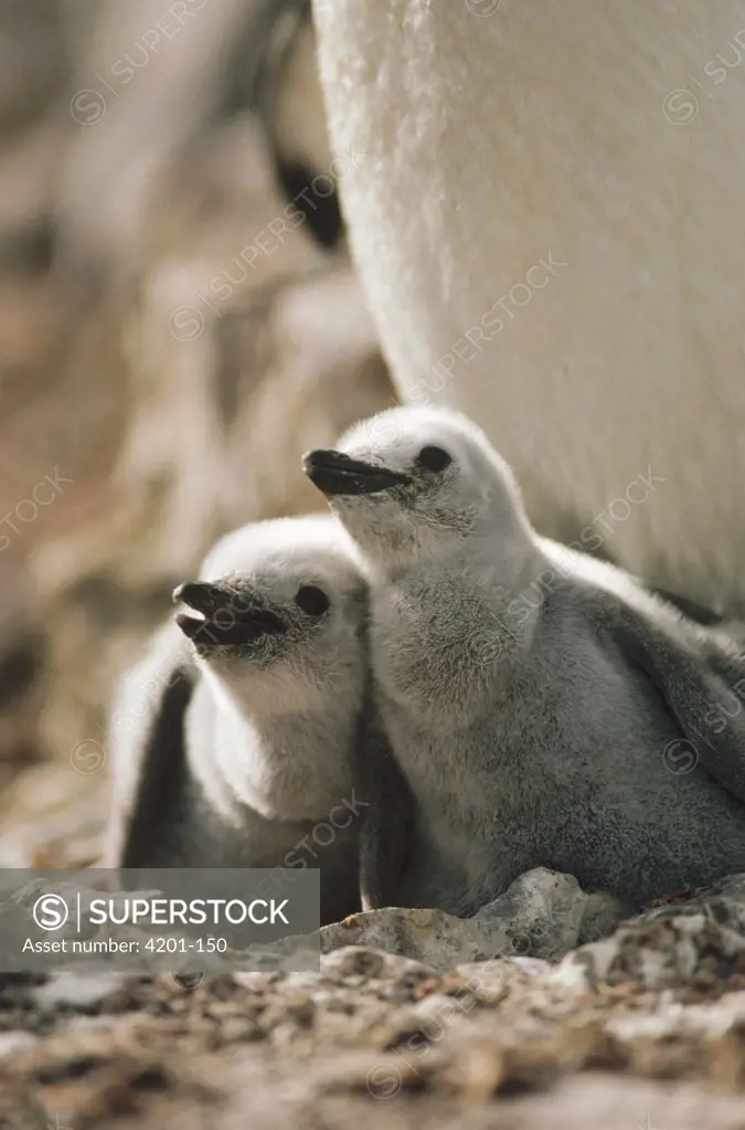 Chinstrap Penguin (Pygoscelis antarctica) twin chicks in nest, Nelson Island, South Shetland Islands, Antarctica