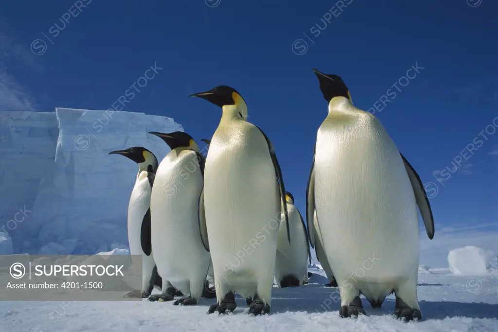 Emperor Penguin (Aptenodytes forsteri) group on sea ice, No-Name Rookery, Near Elkstrom Ice Shelf, Princess Martha Coast, Weddell Sea, Antarctica