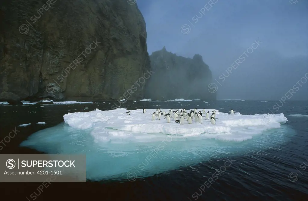 Adelie Penguin (Pygoscelis adeliae) crowding on melting summer ice floe, Possession Island, Ross Sea, Antarctica