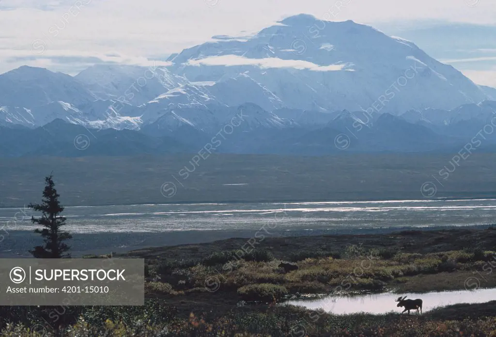 Moose (Alces americanus) male near Mt Denali, Denali National Park and Preserve, Alaska