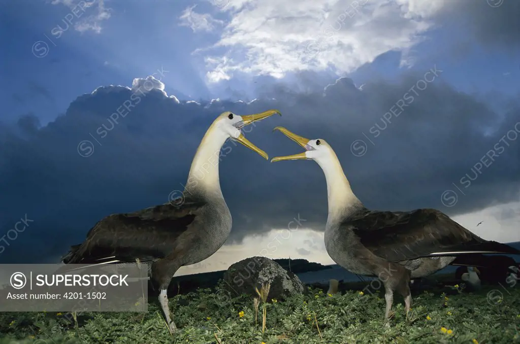Waved Albatross (Phoebastria irrorata) courtship dance under rainy season clouds, Punta Cevallos, Espanola Island, Galapagos Islands, Ecuador