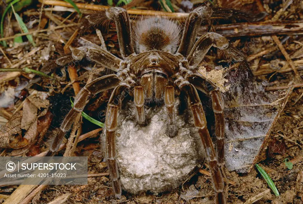 Tarantula (Megaphobema sp) female holding egg sac, Iquitos, Peru