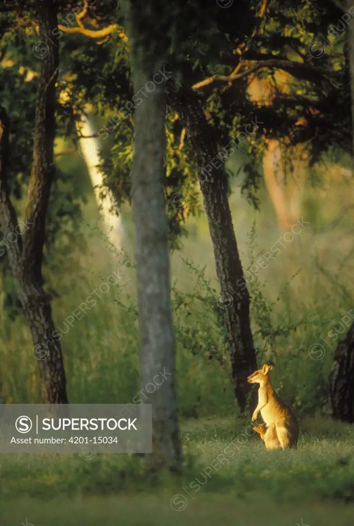 Red-necked Wallaby (Macropus sp) among trees, Tasmania, Australia