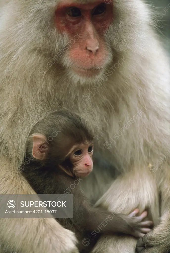 Japanese Macaque (Macaca fuscata) mother with baby, Japan