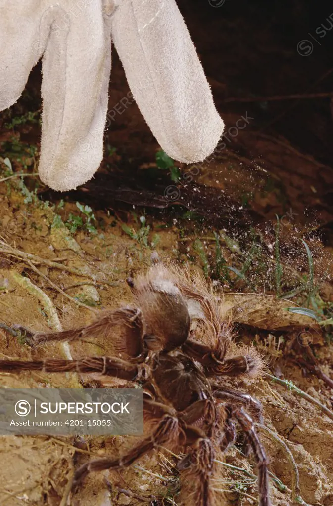 Goliath Bird-eating Spider (Theraphosa blondi) with researcher's gloved hand showing defensive behavior where spider breaks off toxic hairs from abdomen with hind legs, French Guiana