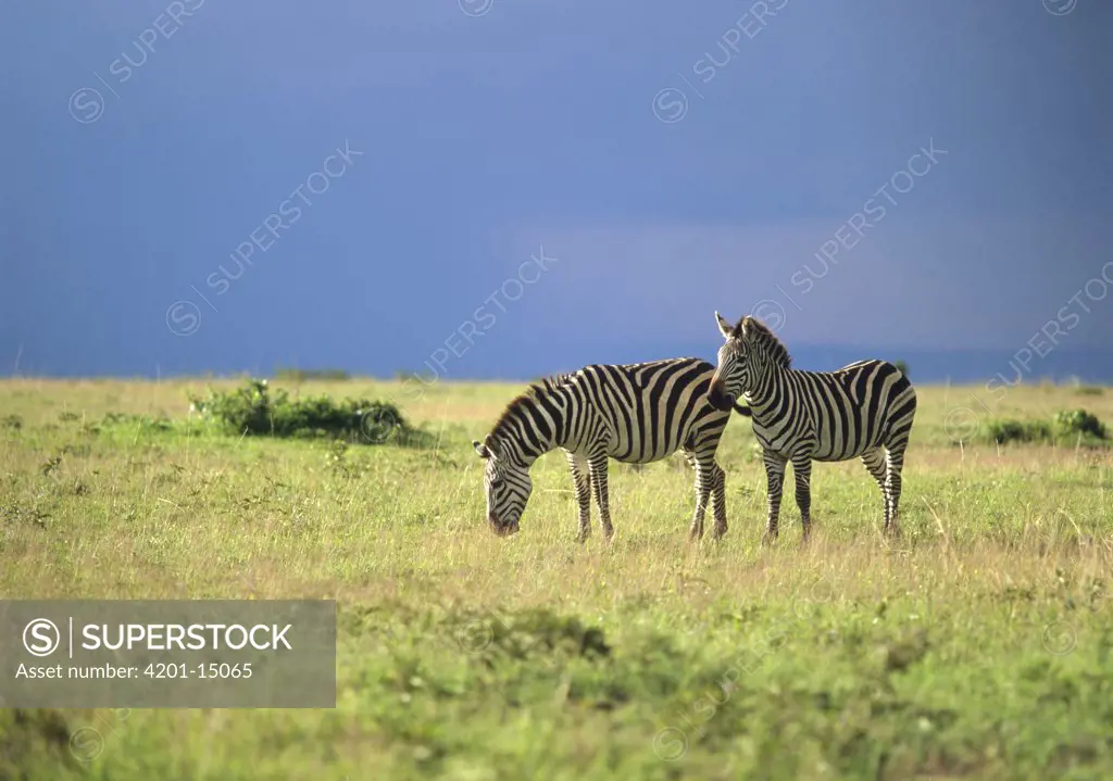 Burchell's Zebra (Equus burchellii) pair, Masai Mara National Reserve, Kenya