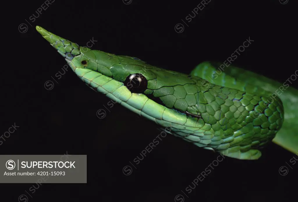 Vine Snake (Natrix trianguligera) face, Tam Dao National Park, Vietnam