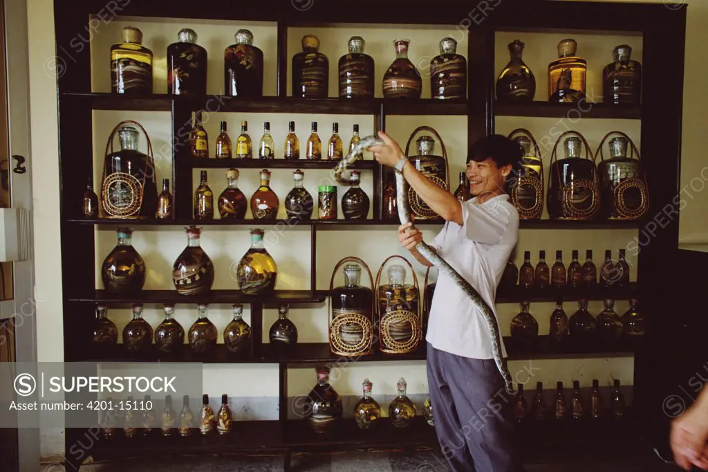 Store proprietor with live snake in specialty store selling snake wine, Hanoi, Vietnam