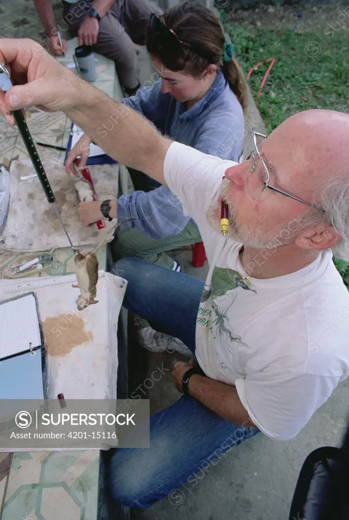 James Patton measuring rodent specimens, Tam Dao National Park, Vietnam