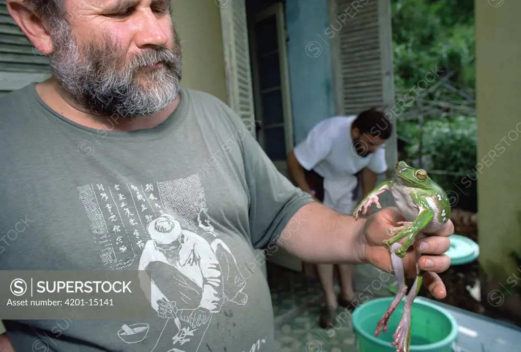Russian Herpetologist Nikolai Orlov holding Foam Nest Tree Frog (Polypedates dennysi) newly identified species of Gliding Frog, the largest in the world, Tam Dao National Park, Vietnam