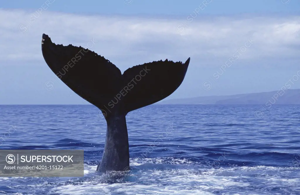 Humpback Whale (Megaptera novaeangliae) tail lob, Maui, Hawaii Notice must accompany published photo - photo obtained under NMFS permit #987