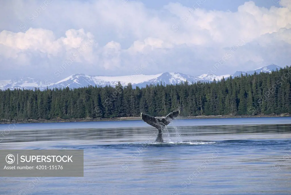 Humpback Whale (Megaptera novaeangliae) tail, Southeast Alaska