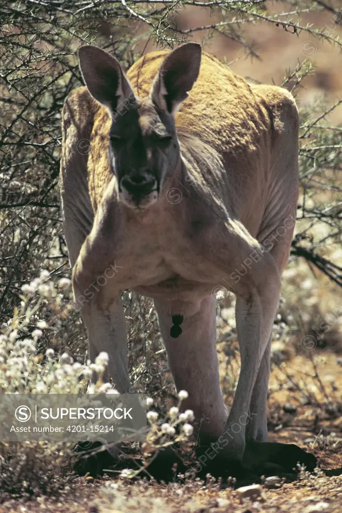 Red Kangaroo (Macropus rufus) defecating, Australia