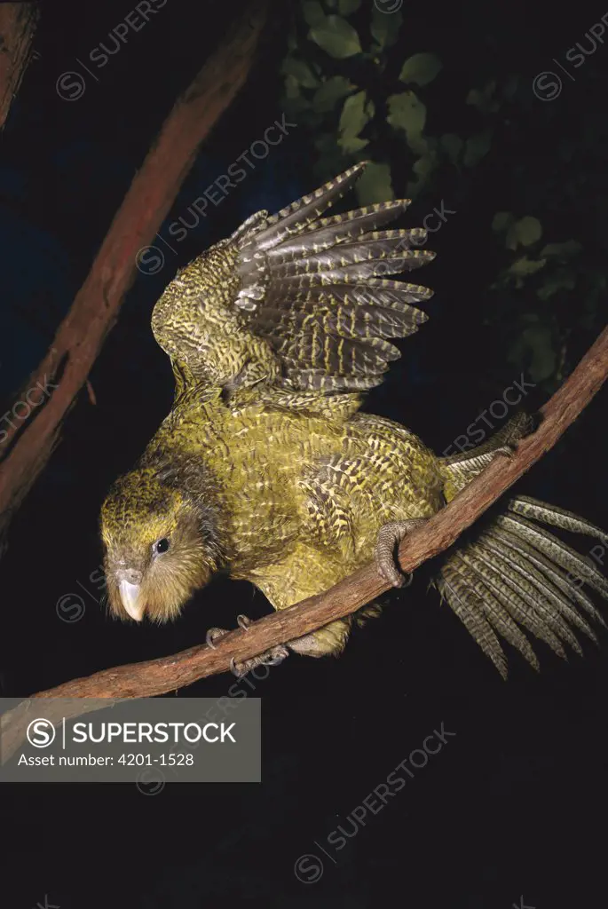 Kakapo (Strigops habroptilus) flightless nocturnal parrot, hand-reared, scrambling through scrub in search of berries, Codfish Island, Whenua Hoa, New Zealand