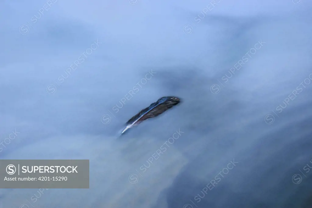 Common Raven (Corvus corax) feather floating in water, Northwoods, Minnesota