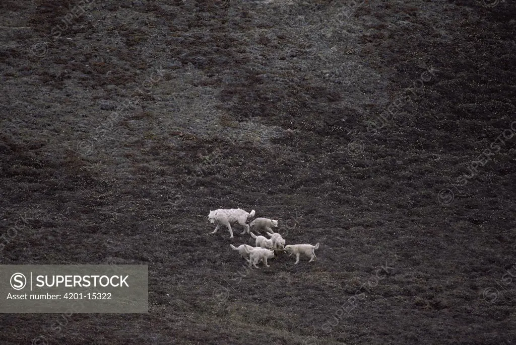 Arctic Wolf (Canis lupus) playing with pups, Ellesmere Island, Nunavut, Canada