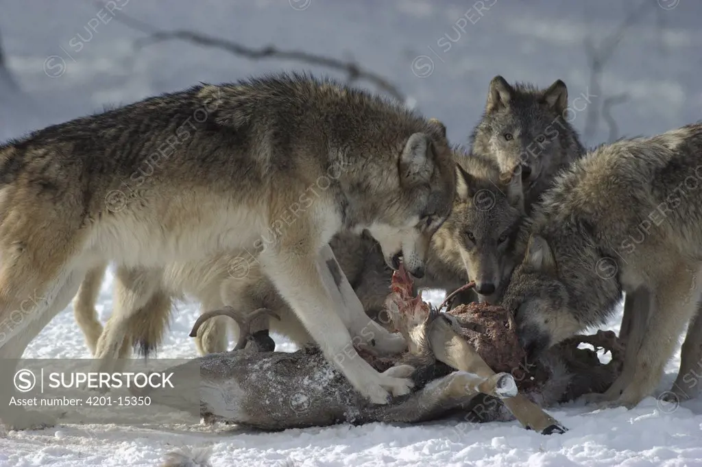 Timber Wolf (Canis lupus) pack feeding on White-tailed Deer (Odocoileus virginianus) carcass, Minnesota